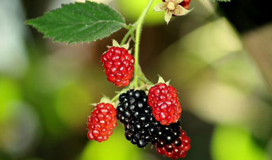 Senza titolo-1 copia