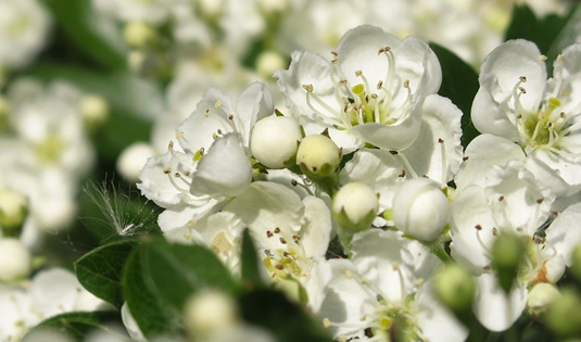 Senza titolo-1 copia